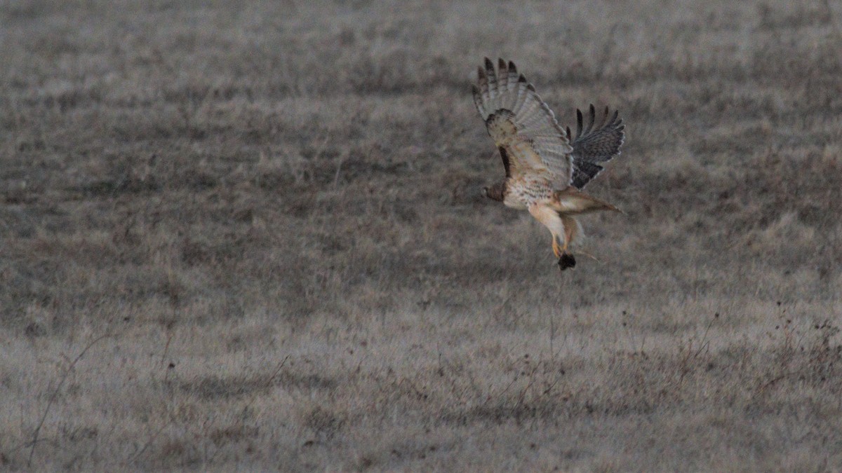 Red-tailed Hawk - ML211584411