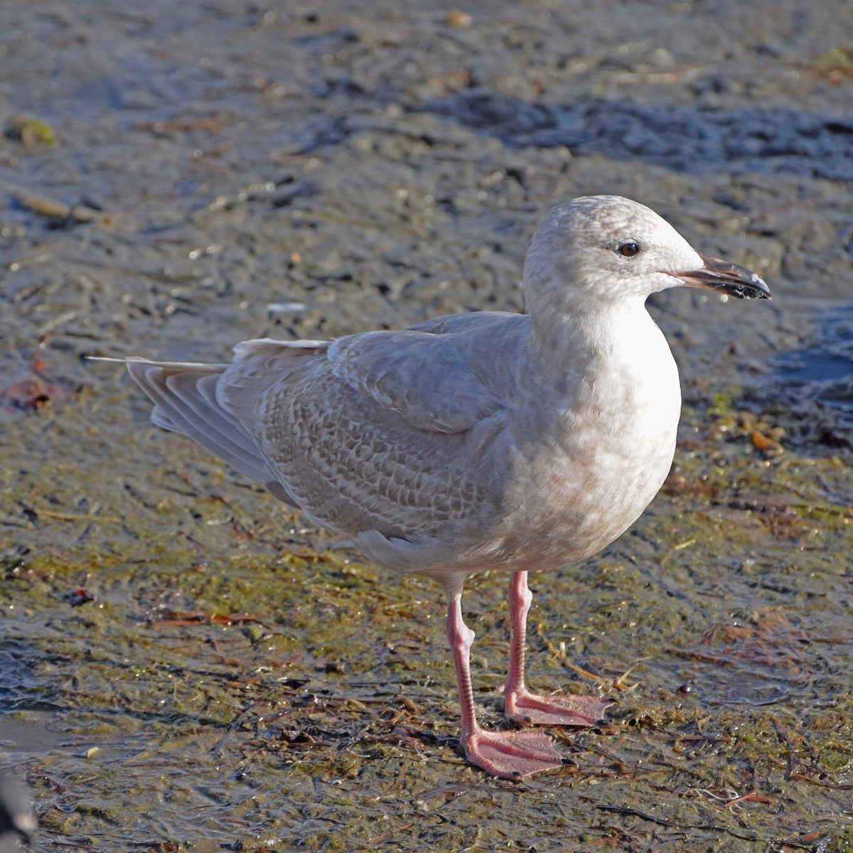Glaucous-winged Gull - John Bruin