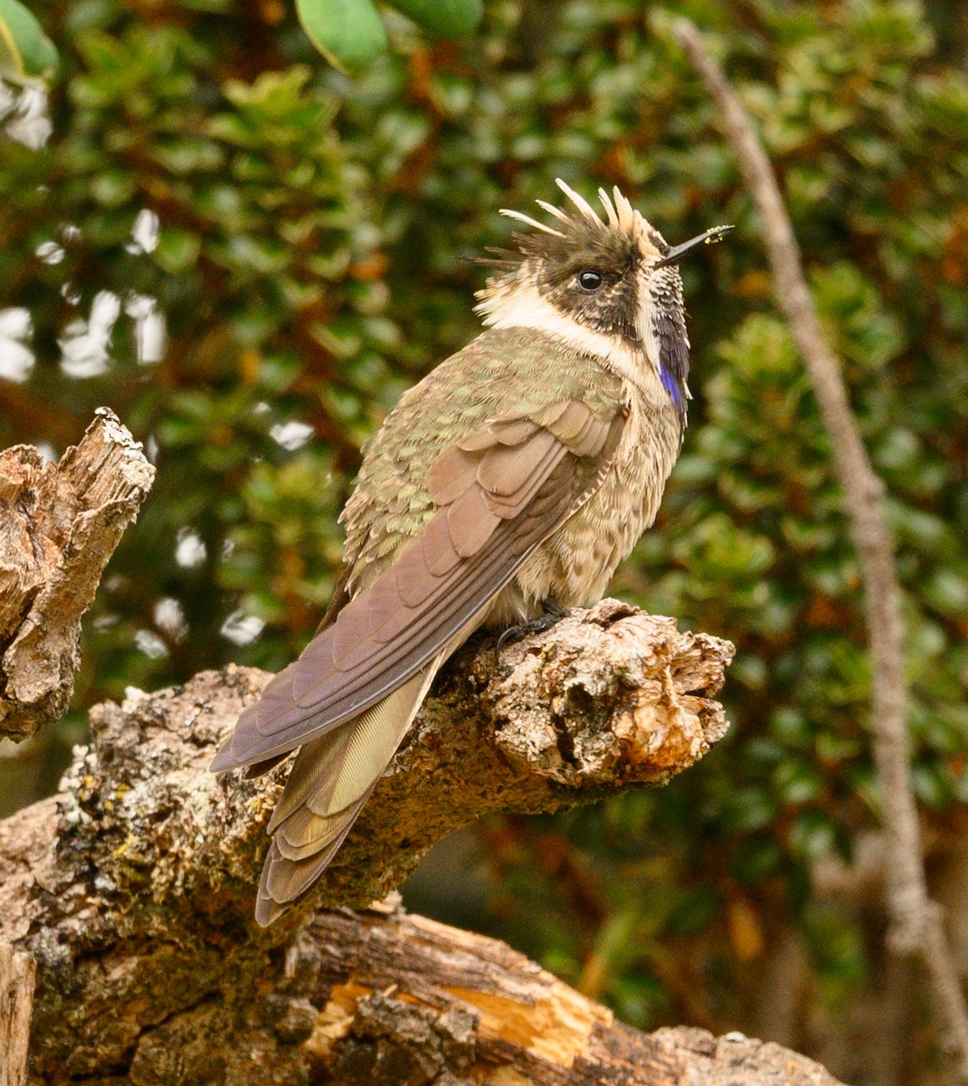 hummingbird sp. - ML211585191
