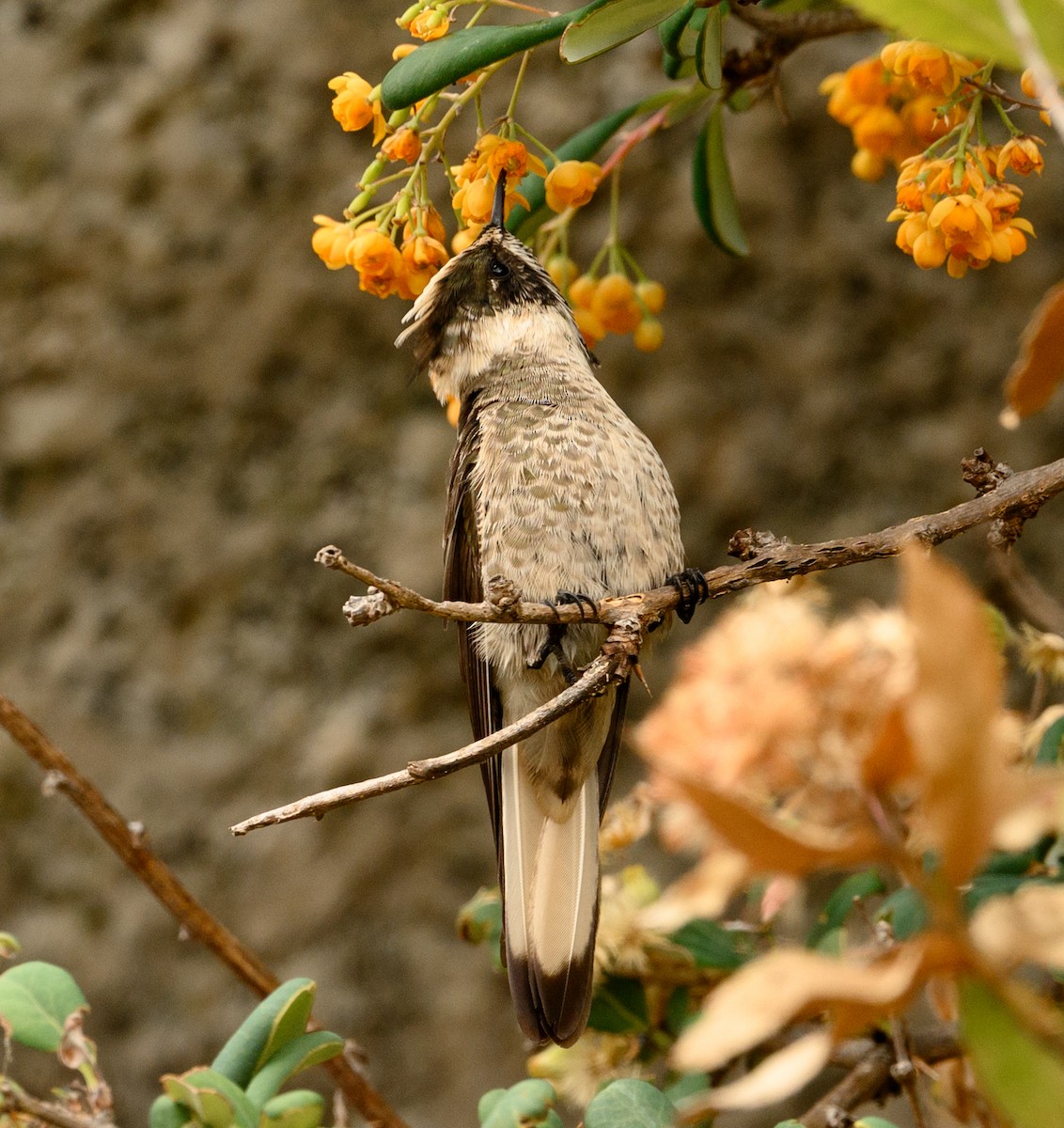 hummingbird sp. - ML211585401