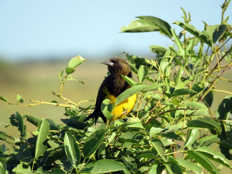 Brown-and-yellow Marshbird - ML211589351