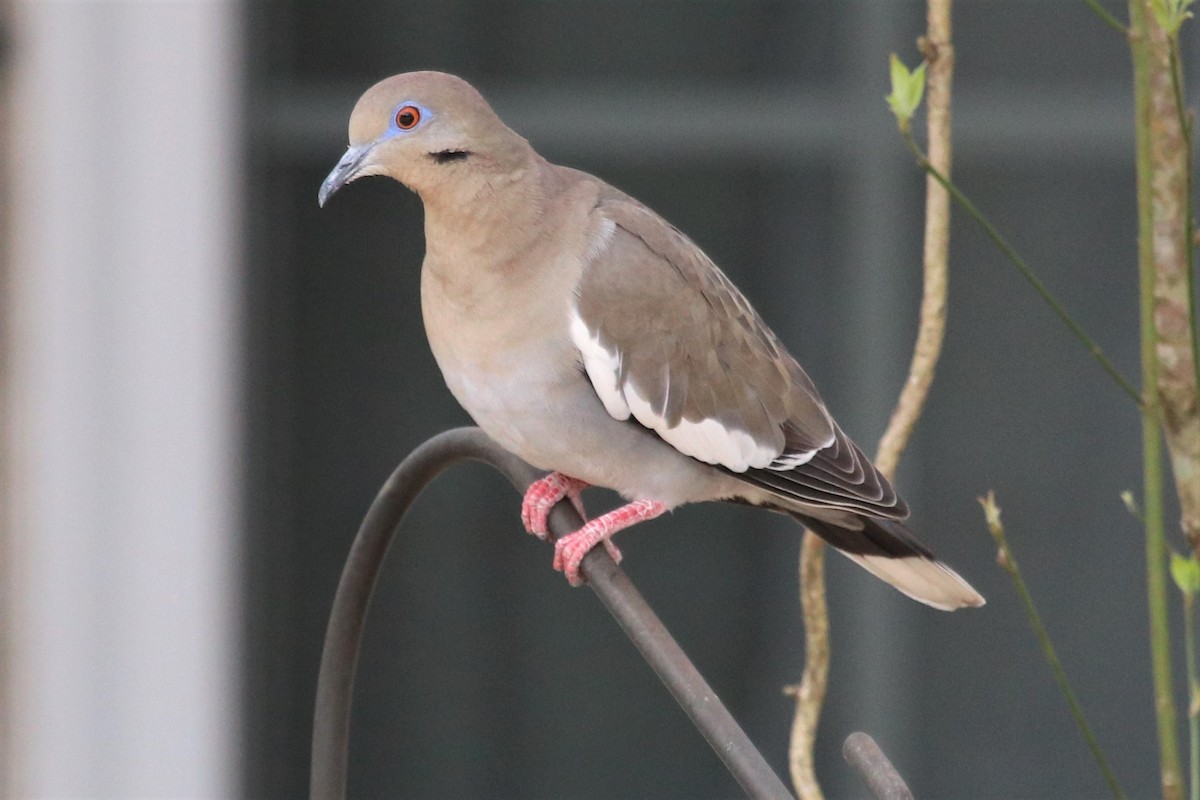 White-winged Dove - Keith McMullen
