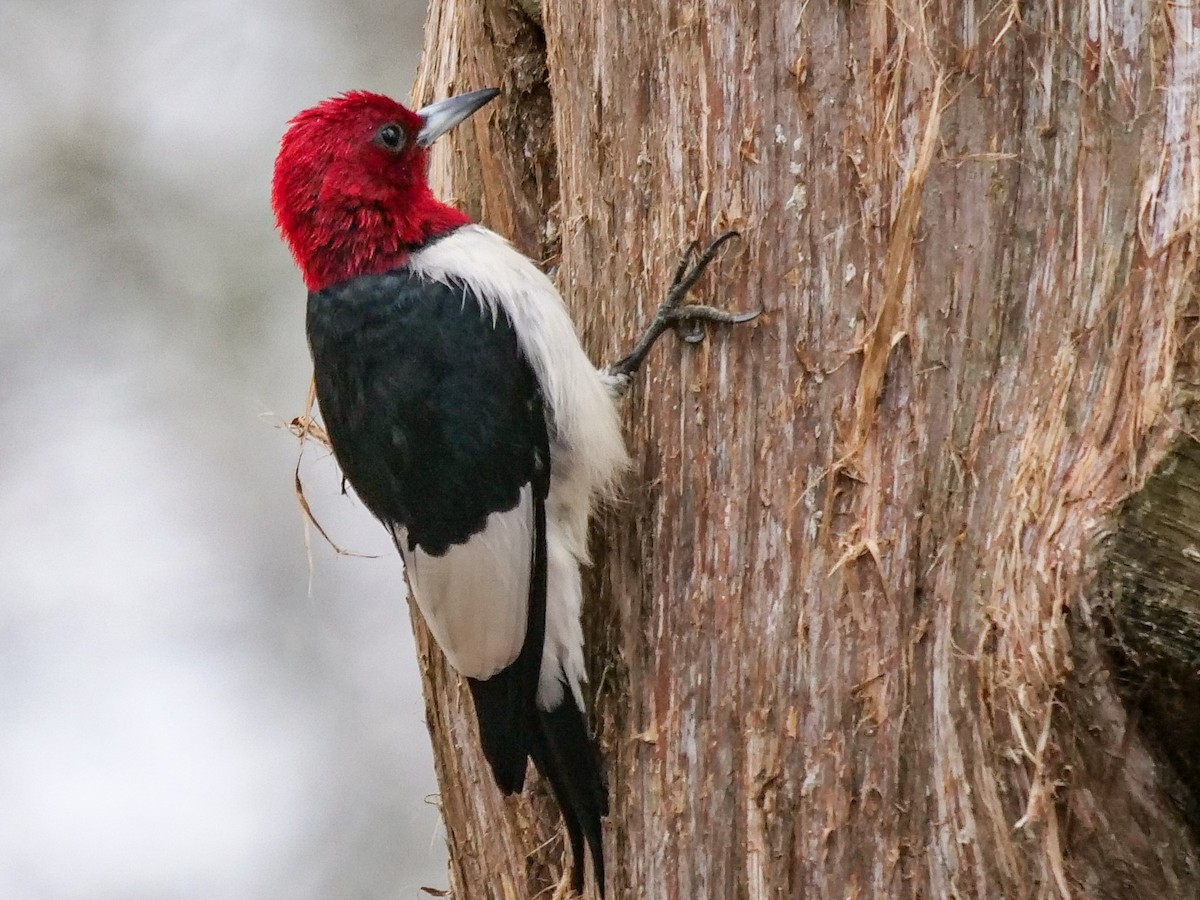 Red-headed Woodpecker - ML211593531