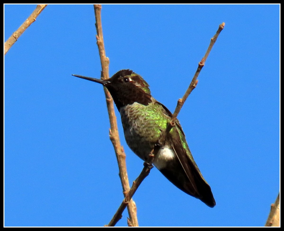 Anna's Hummingbird - ML211595731