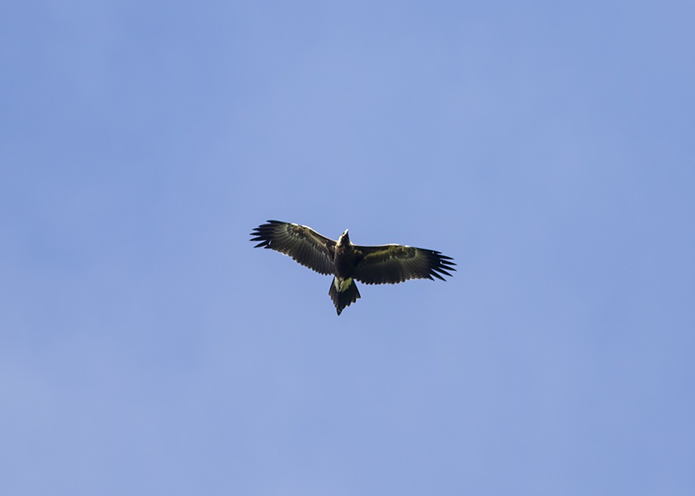 Wedge-tailed Eagle - ML211601121