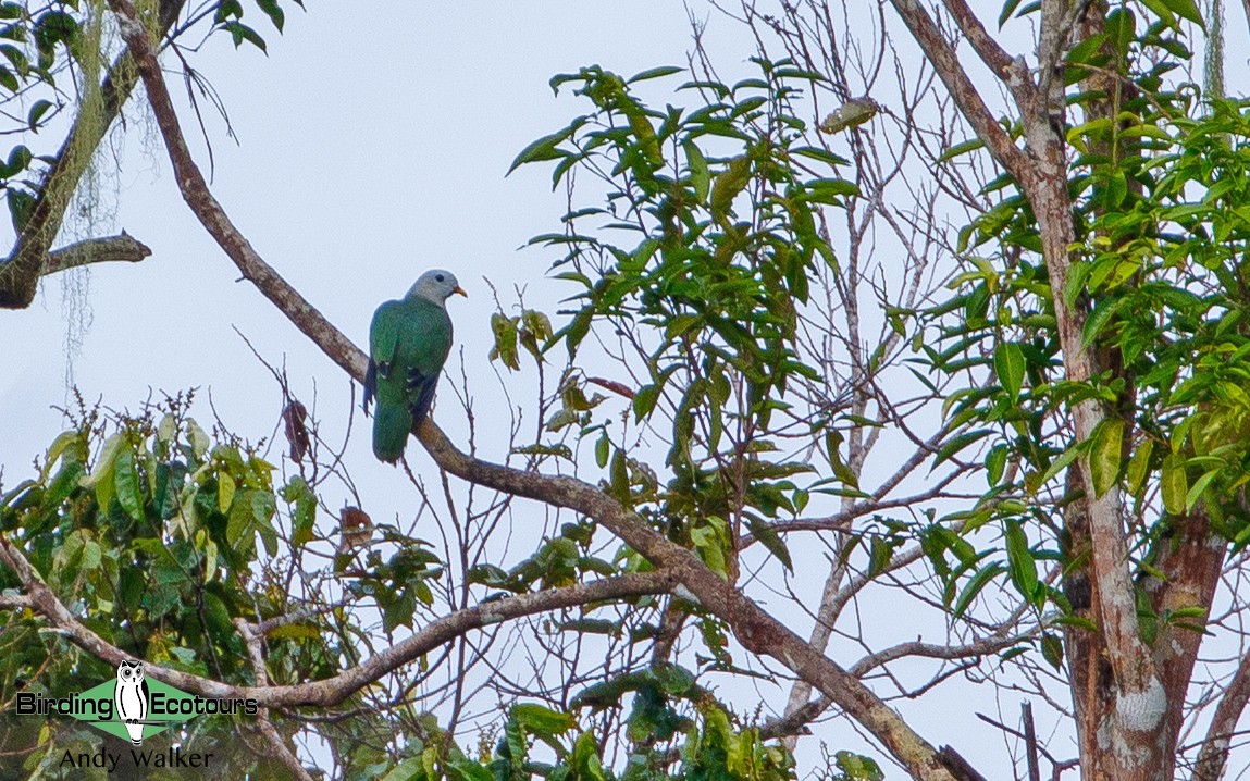 Banggai Fruit-Dove - Andy Walker - Birding Ecotours