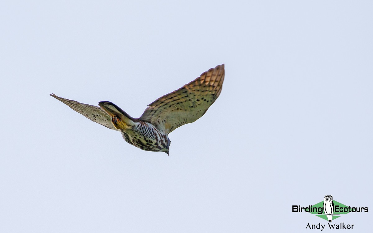 Sulawesi Goshawk - Andy Walker - Birding Ecotours