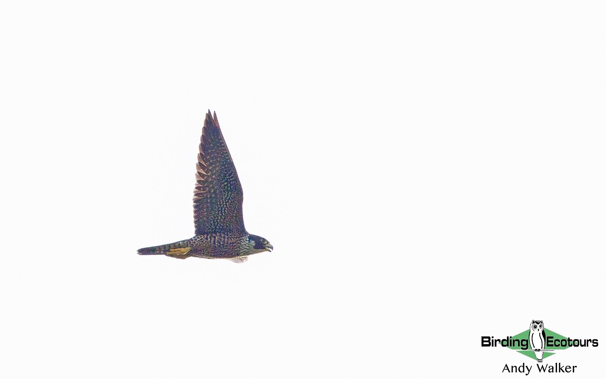 Peregrine Falcon - Andy Walker - Birding Ecotours
