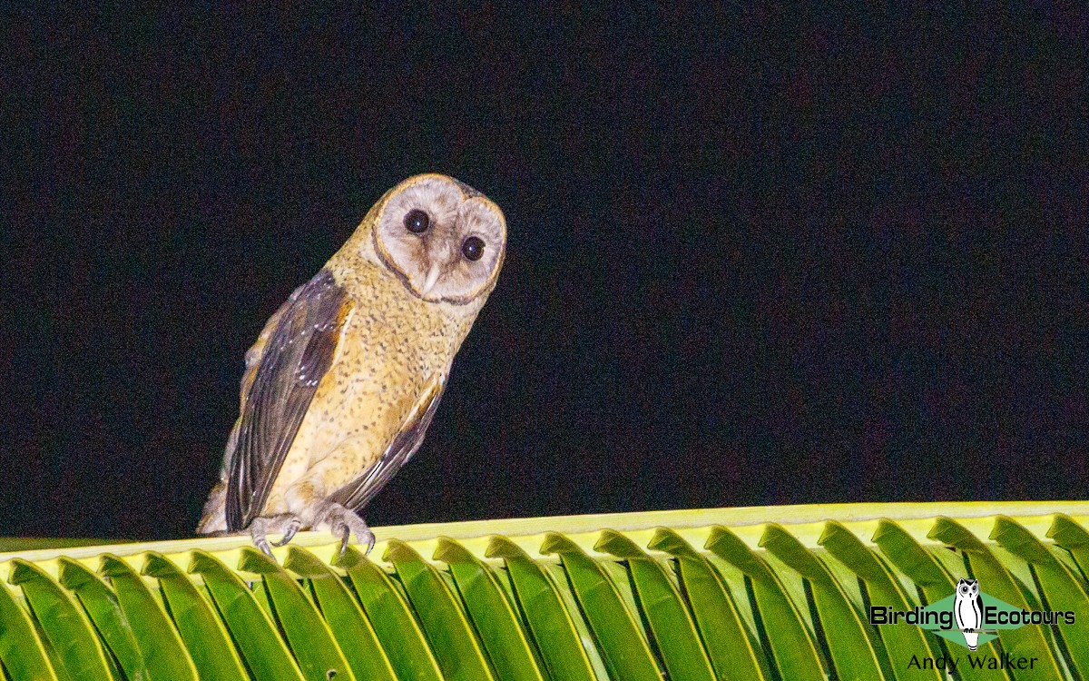 Sulawesi Masked-Owl - ML211610781