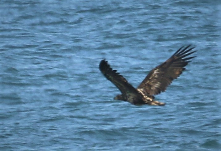 White-tailed Eagle - ML211611111
