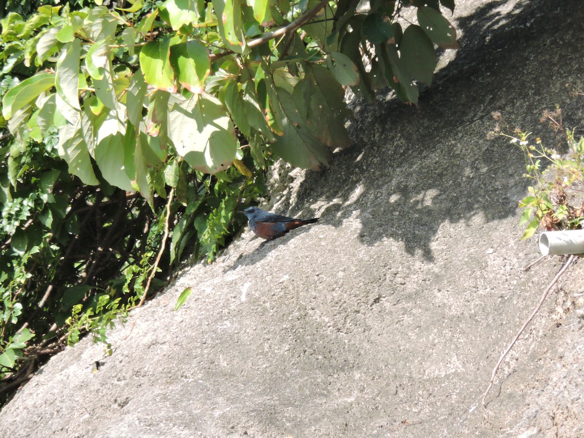 Blue Rock-Thrush (philippensis) - ML211611811