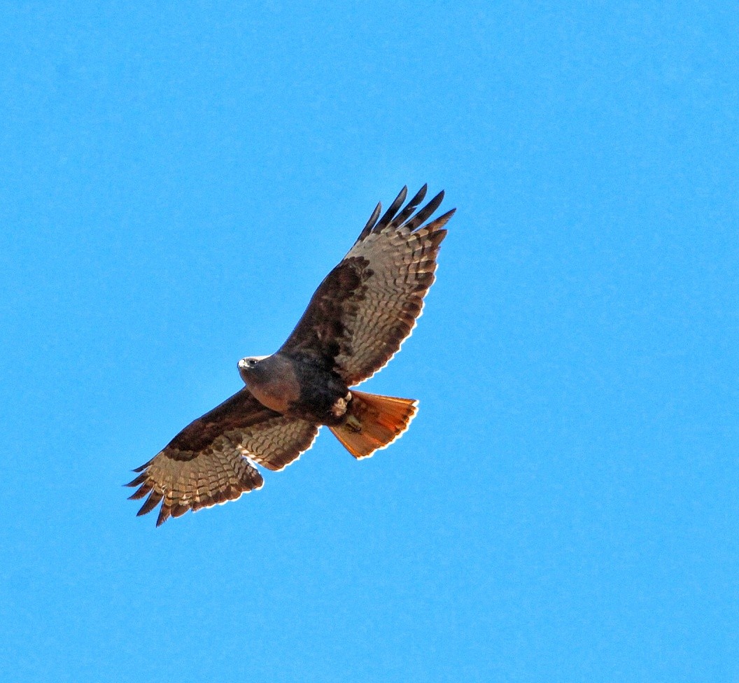 Red-tailed Hawk - ML211612181