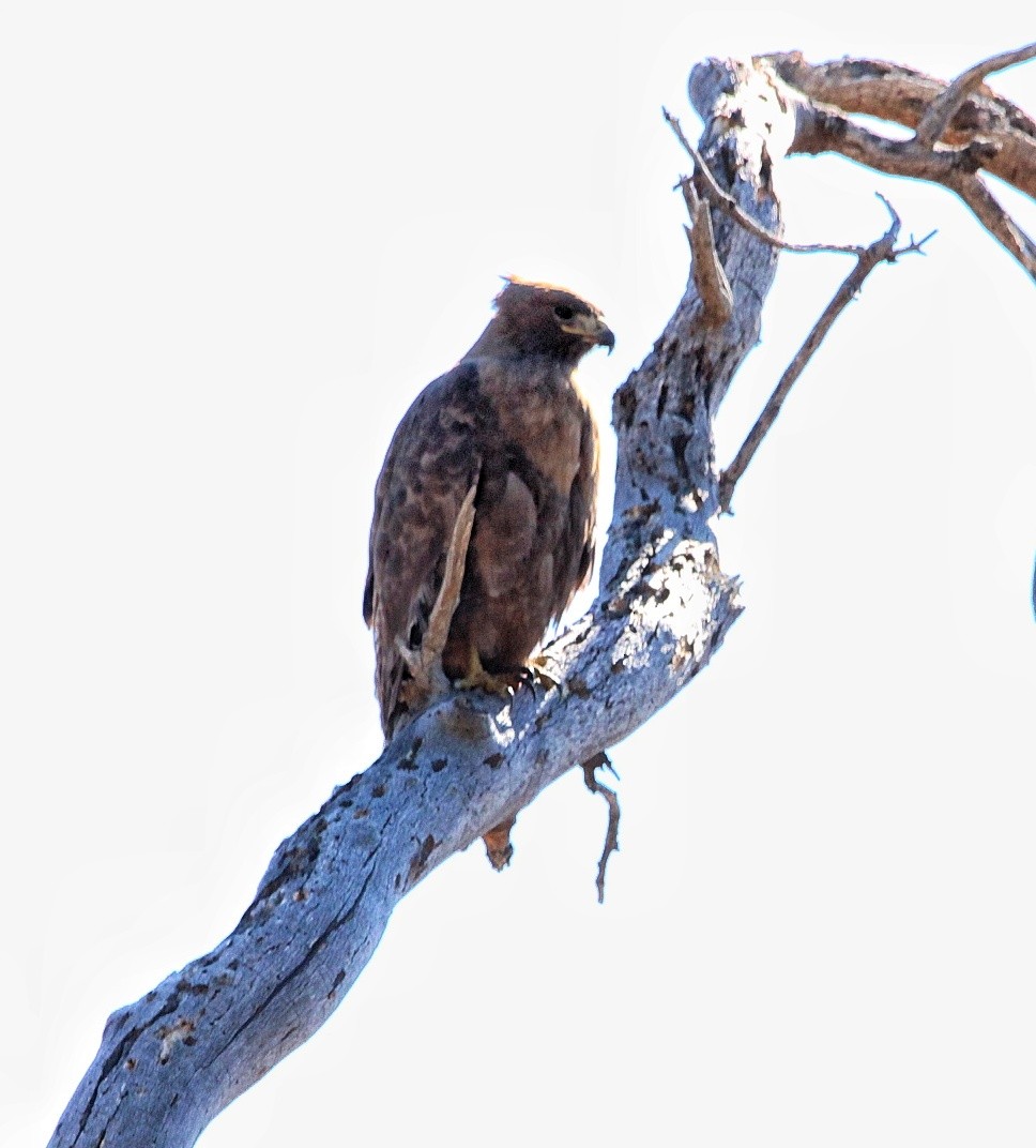 Red-tailed Hawk - ML211612211