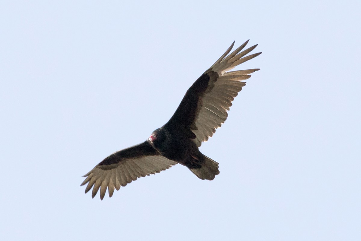 Turkey Vulture - ML211616971