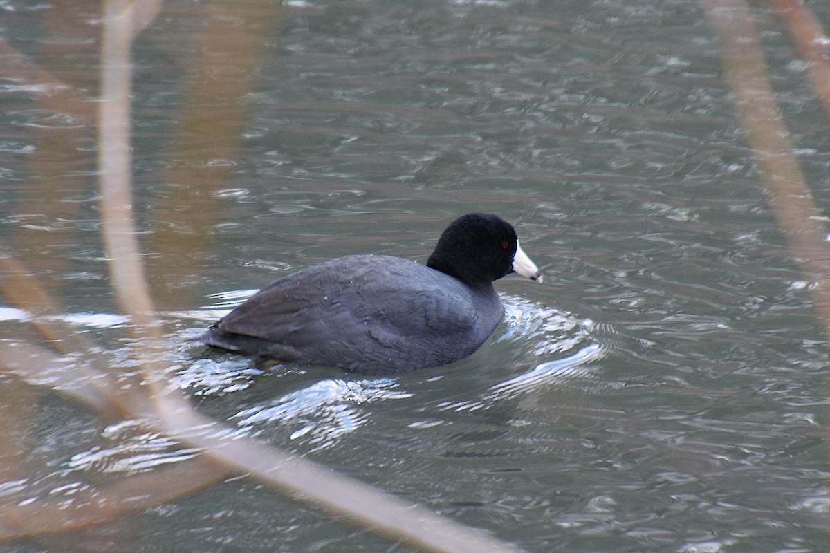 American Coot (Red-shielded) - ML211618241