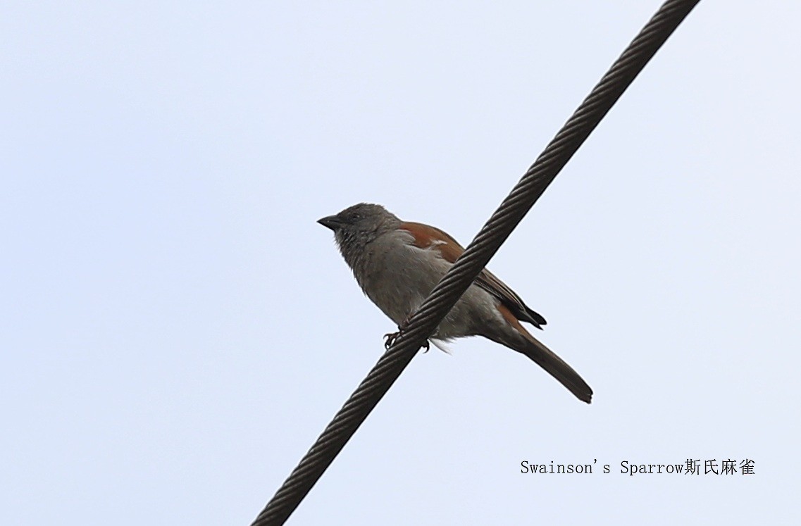 Swainson's Sparrow - Qiang Zeng