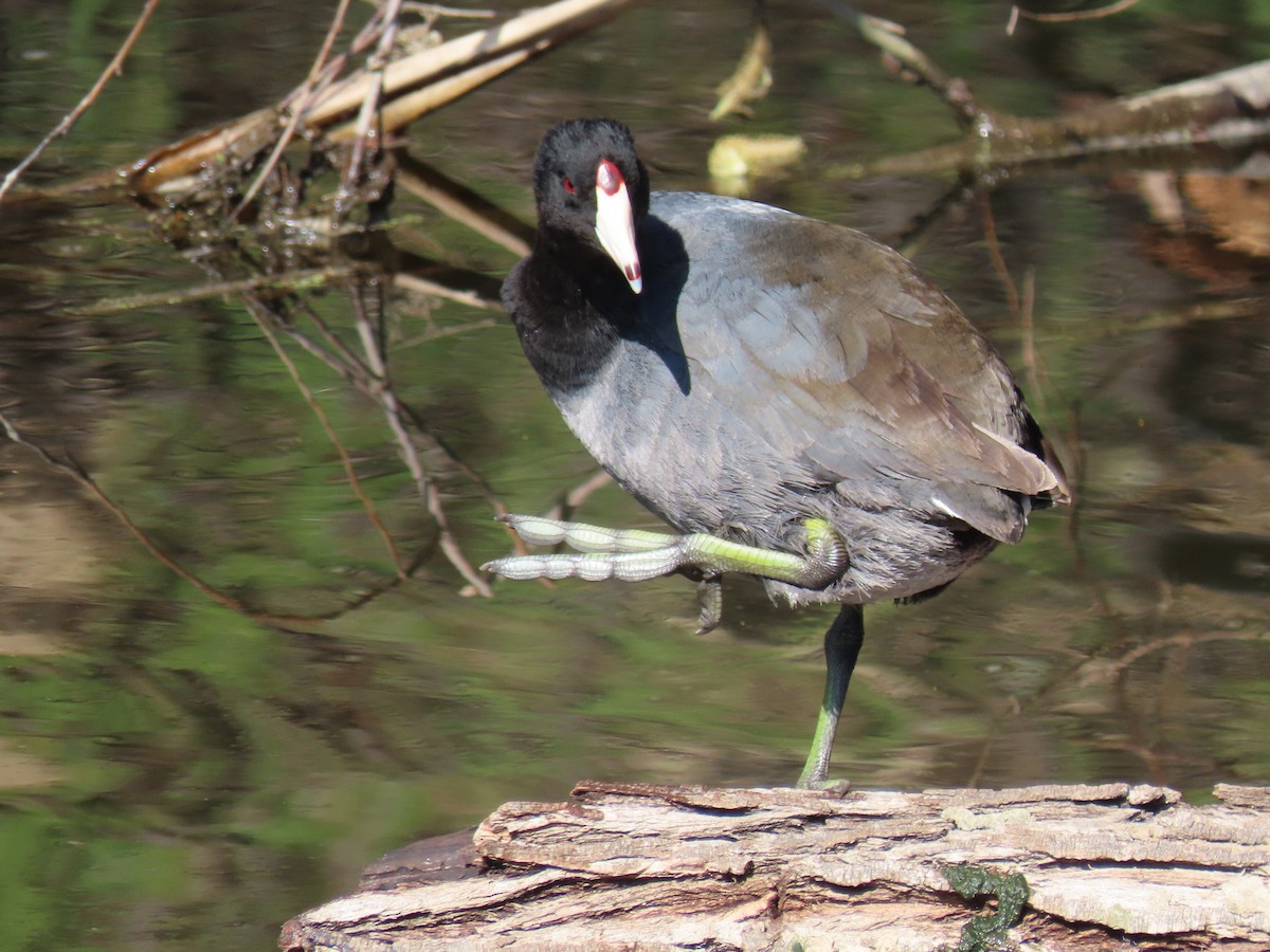 American Coot - Manolo Turner