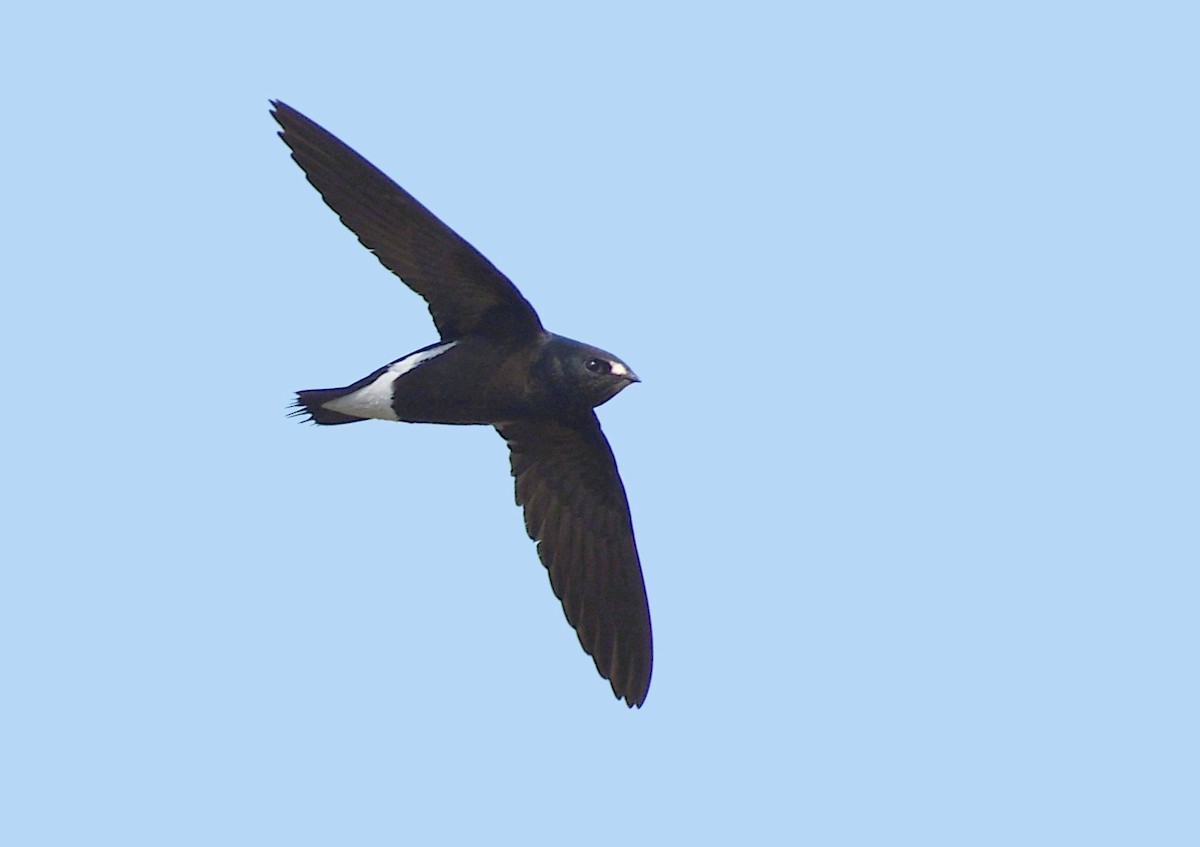 Brown-backed Needletail - ML211624131