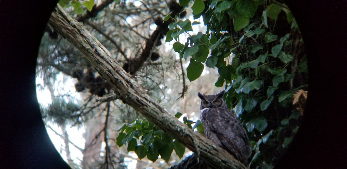 Great Horned Owl - ML211624541