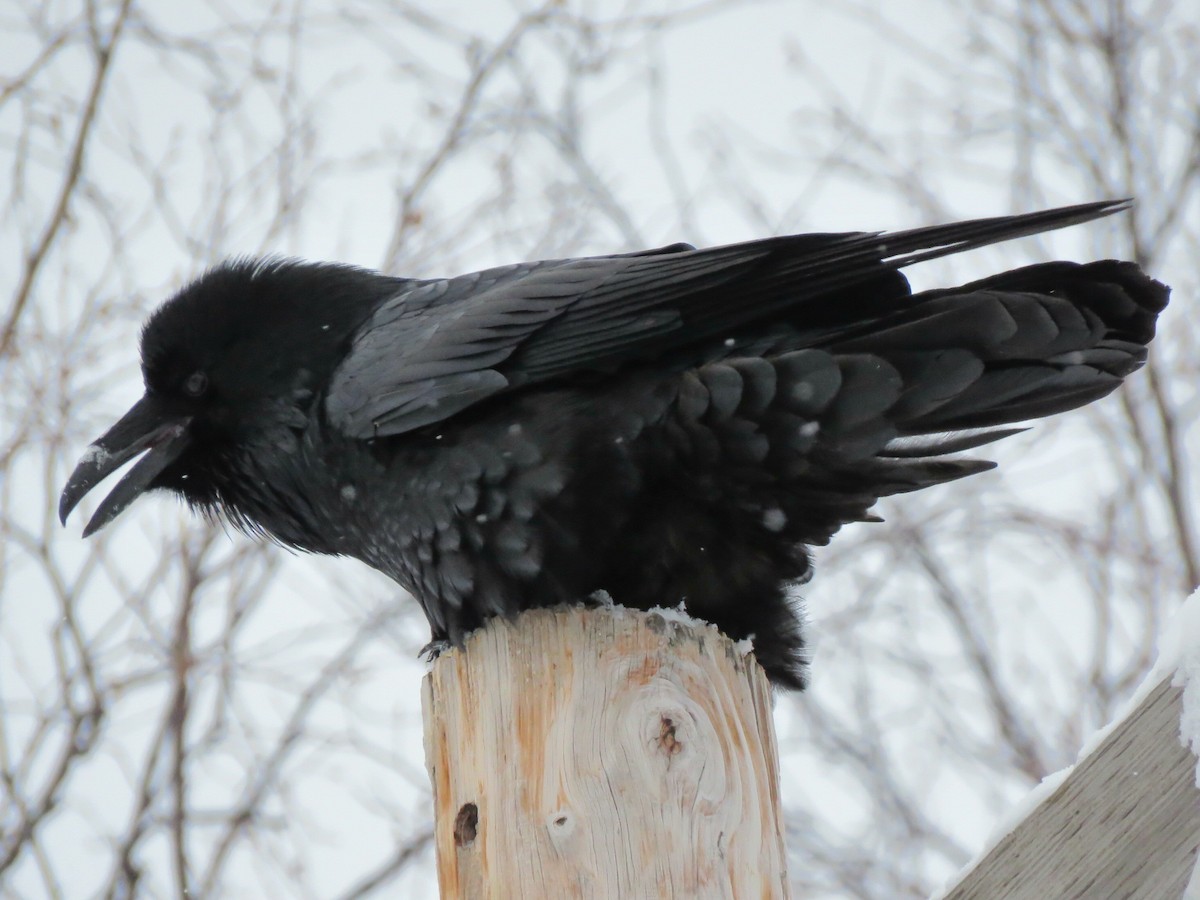 Common Raven - ML211628331