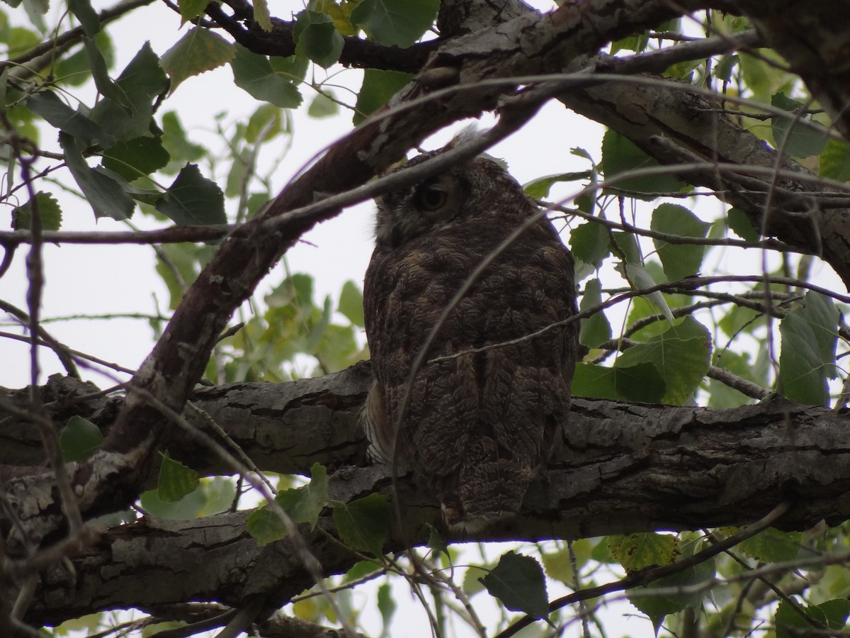 Great Horned Owl - Jeffrey Roth