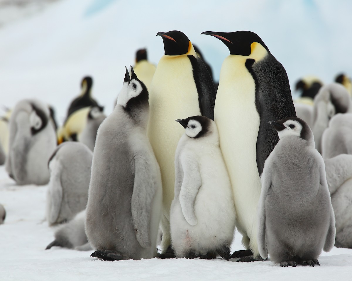 Emperor Penguin - Bruce Robinson