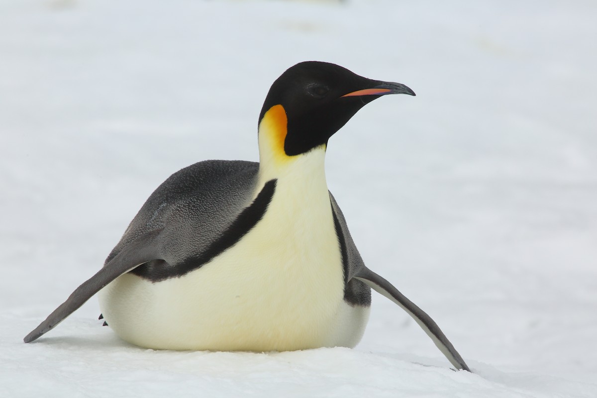 Emperor Penguin - Bruce Robinson