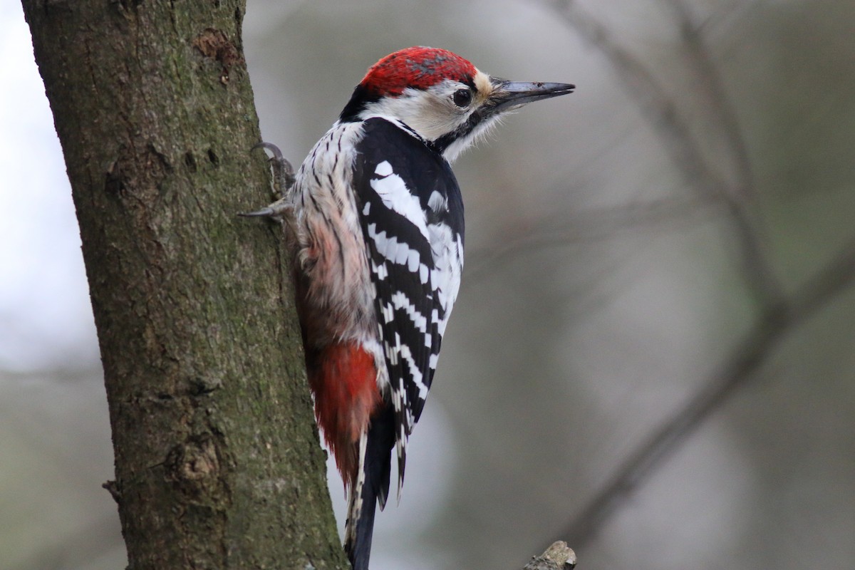 White-backed Woodpecker (White-backed) - ML211638041