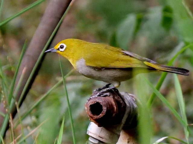 Lateral view (subspecies <em class="SciName notranslate">poliogastrus</em>). - Heuglin's White-eye (Ethiopian) - 