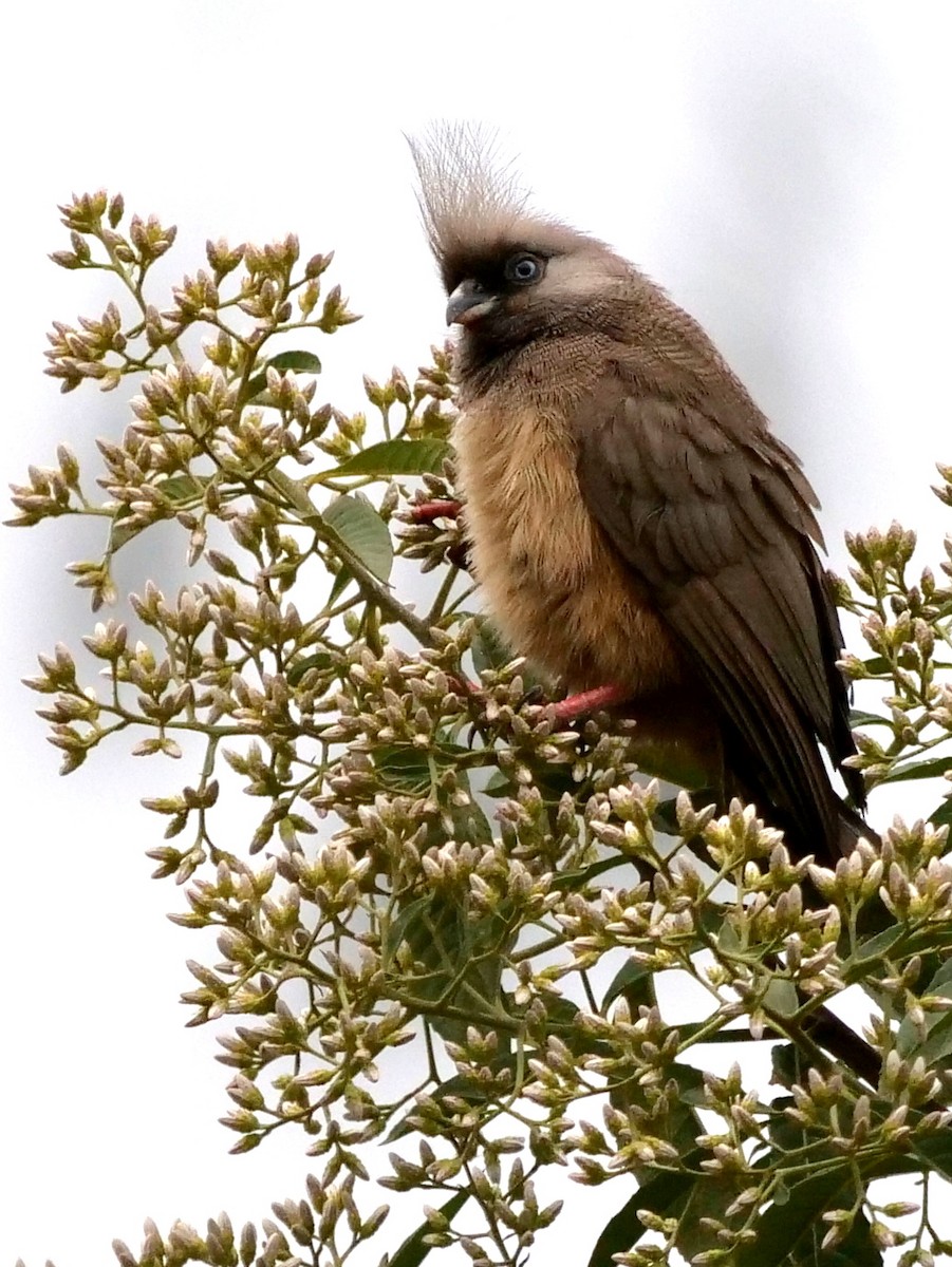 Speckled Mousebird - ML211640201