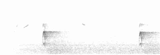 White-backed Woodpecker - ML211640681