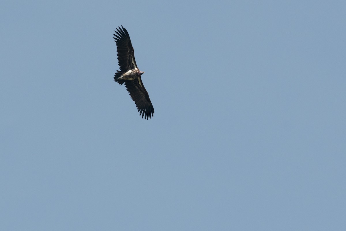 Lappet-faced Vulture - ML211643051