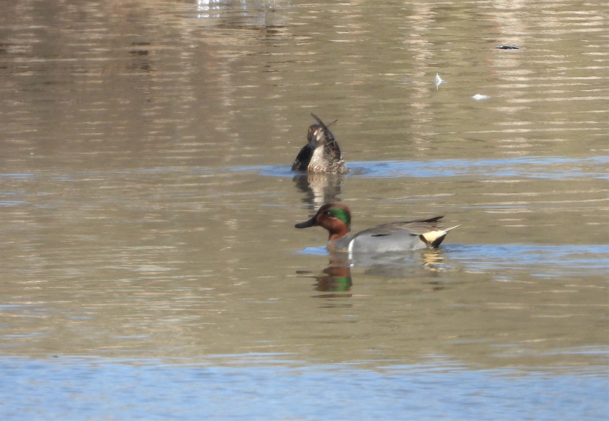 Green-winged Teal - ML211645101