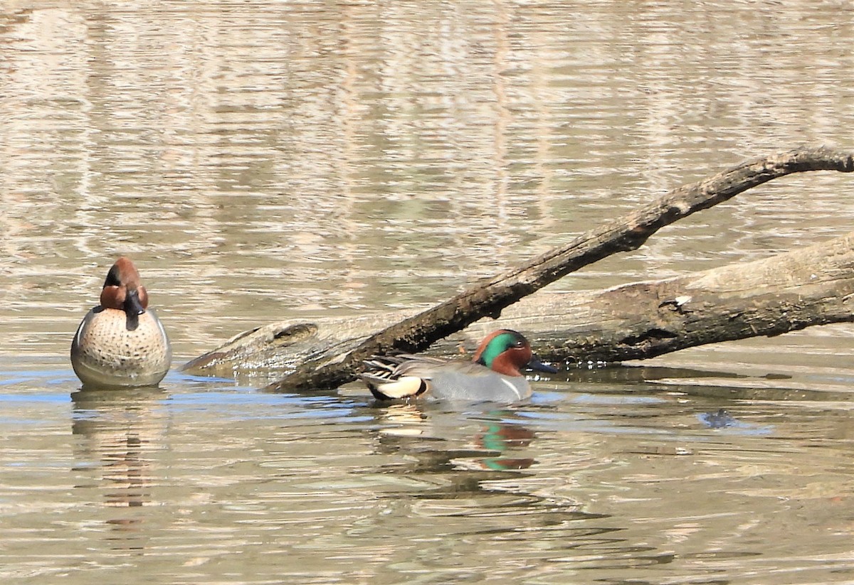 Green-winged Teal - ML211645201