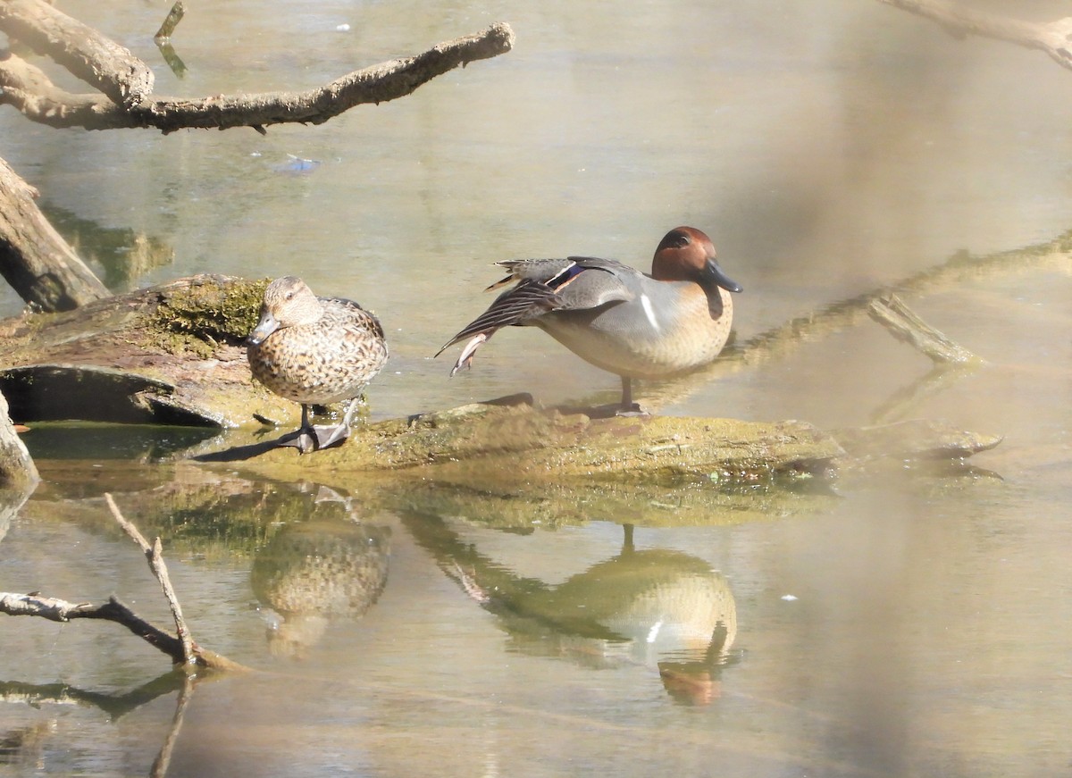 Green-winged Teal - ML211645801
