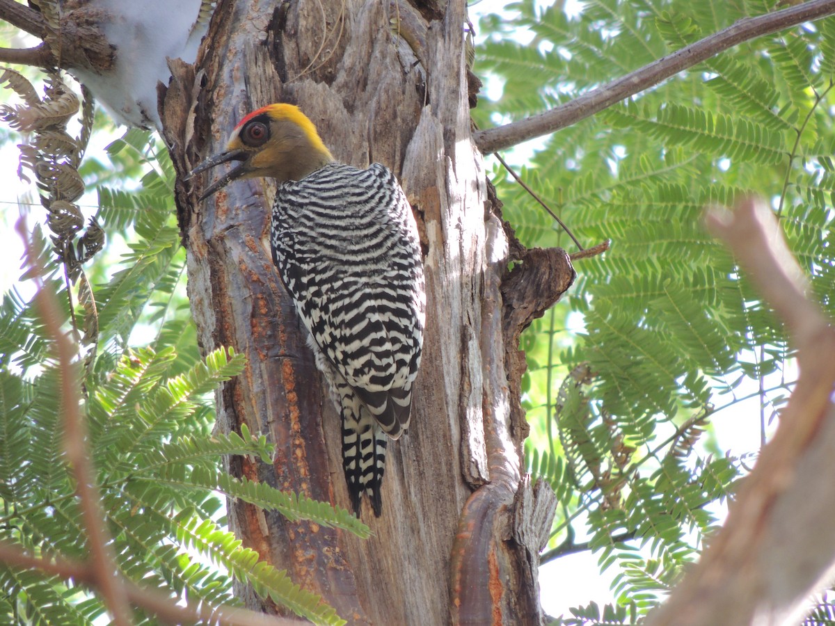 Golden-cheeked Woodpecker - Pato Degante