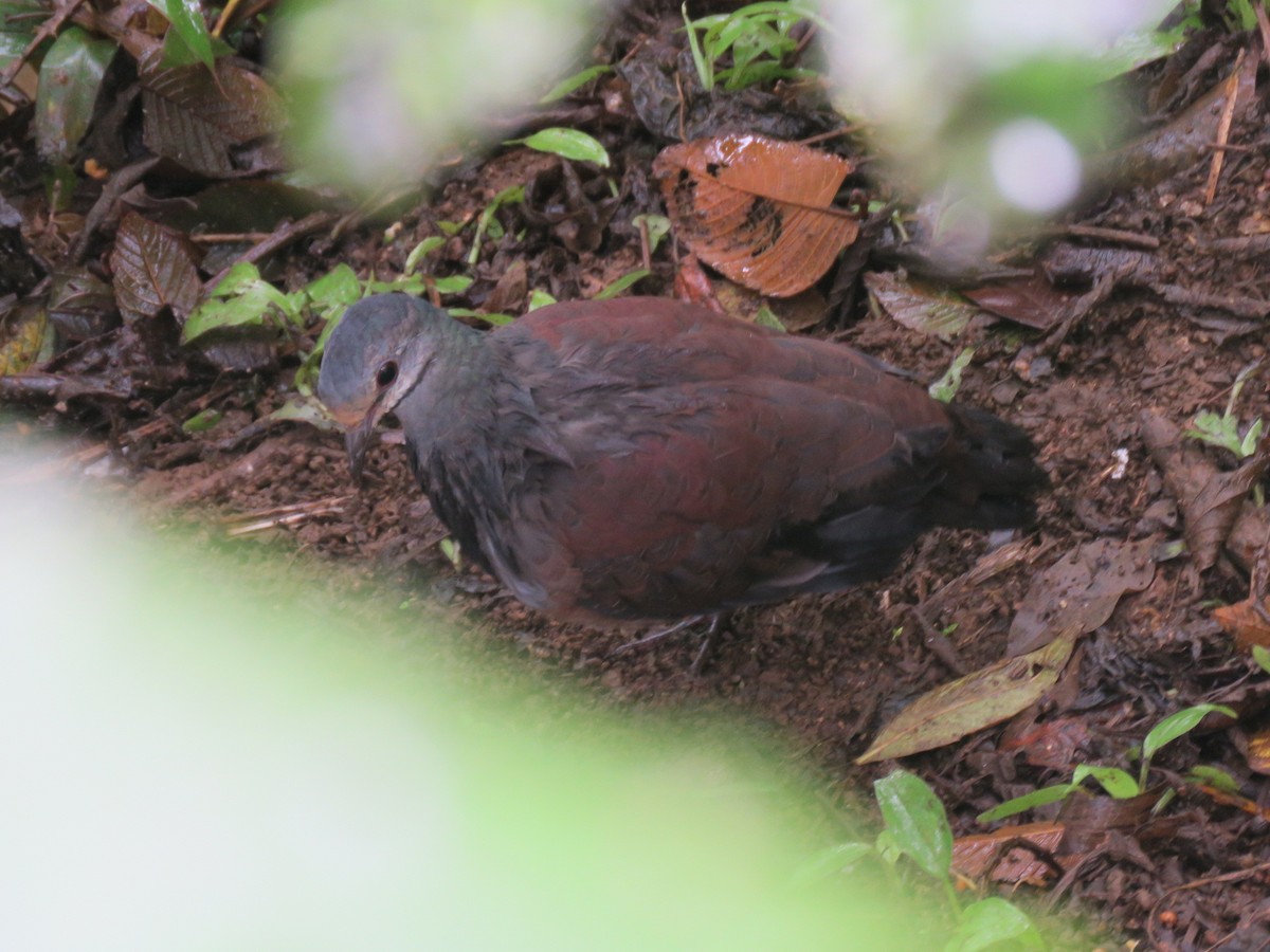 Buff-fronted Quail-Dove - ML211646131