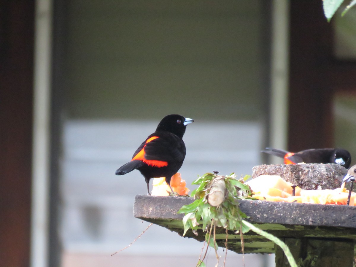 Scarlet-rumped Tanager - ML211647181