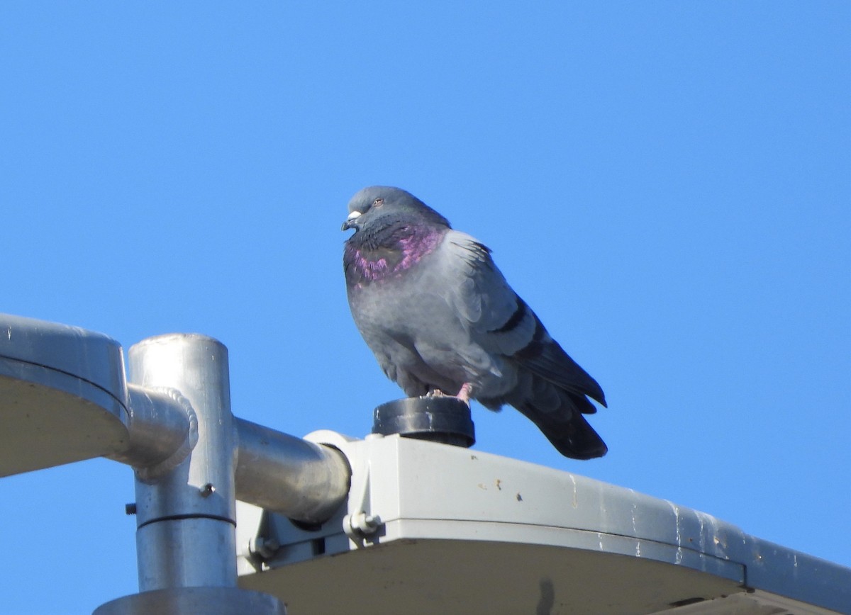 Rock Pigeon (Feral Pigeon) - ML211647361