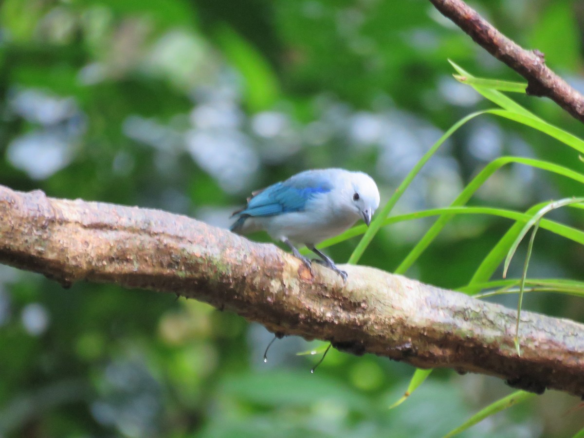 Blue-gray Tanager - ML211647971