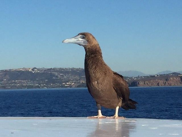 Brown Booby - ML21164901