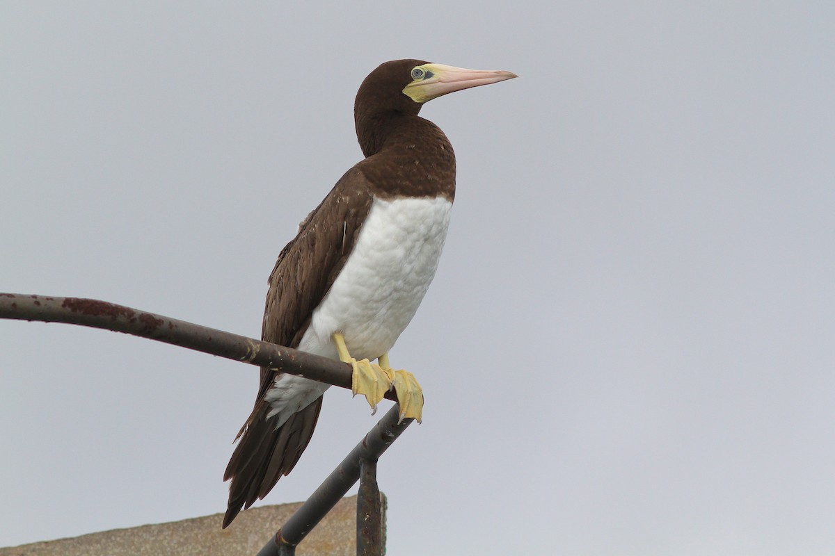 Brown Booby - ML21164961