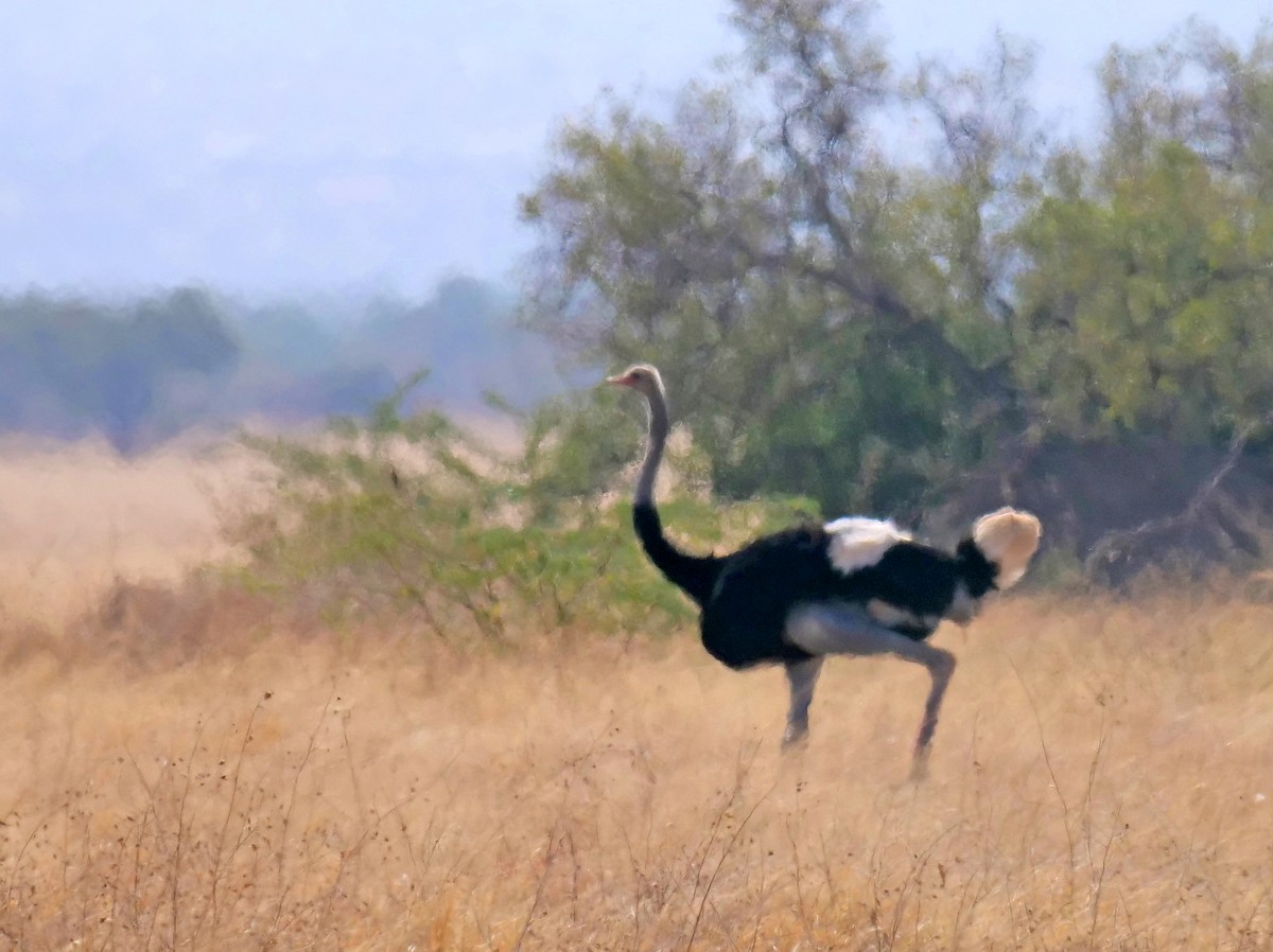 Somali Ostrich - Peter Edmonds
