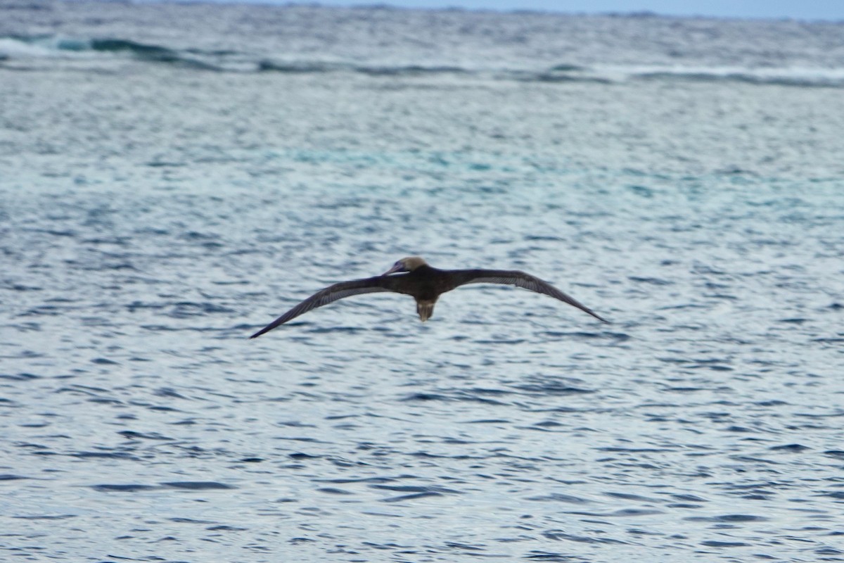 Red-footed Booby - ML211650531