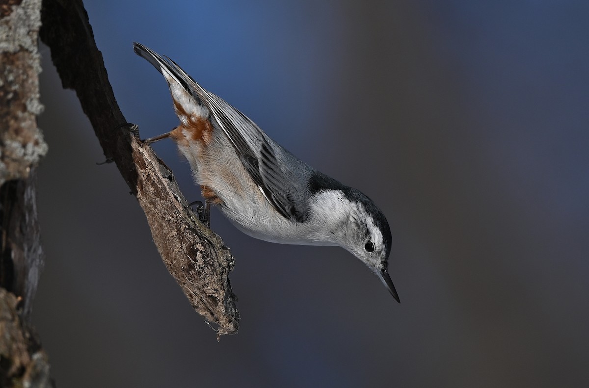 White-breasted Nuthatch - André Lanouette