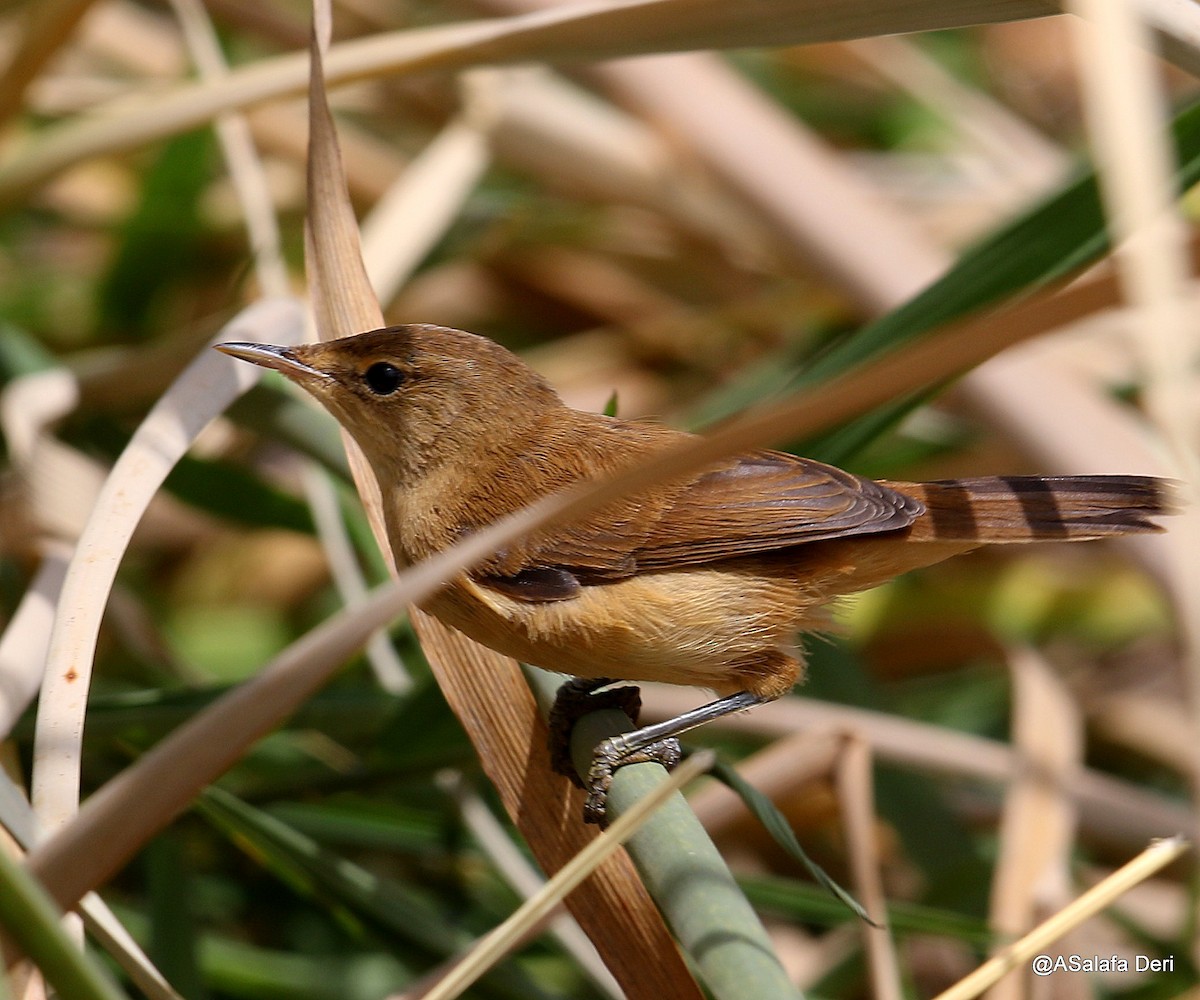 Common Reed Warbler (African) - ML211654501