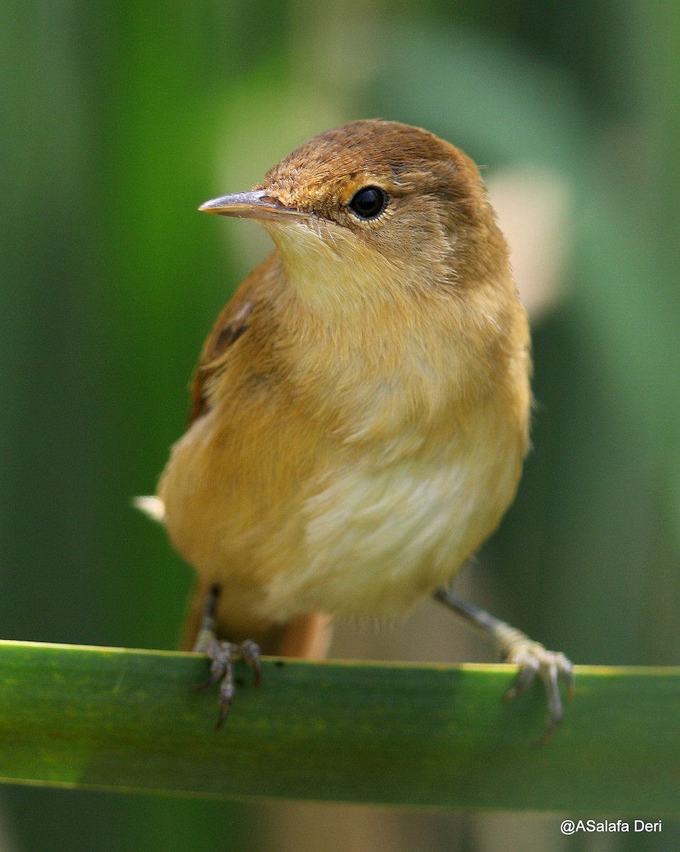 Common Reed Warbler (African) - ML211655861
