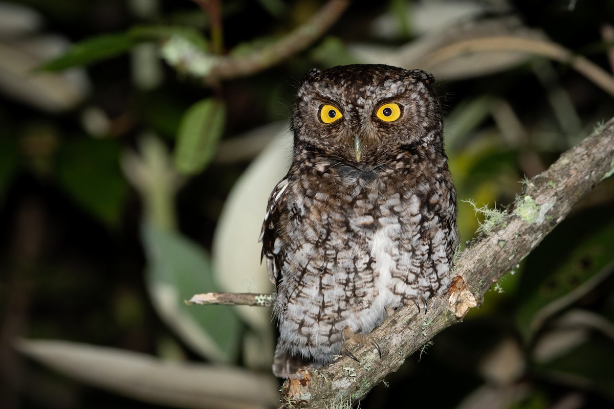 Bearded Screech-Owl - Moises Rodriguez