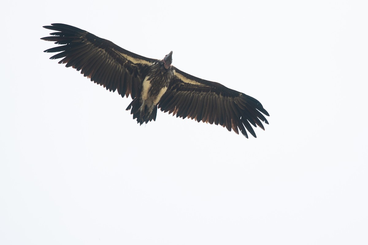 Lappet-faced Vulture - ML211658561