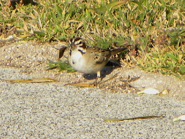Lark Sparrow - Roy E. Peterson